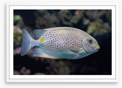 Fish / Aquatic