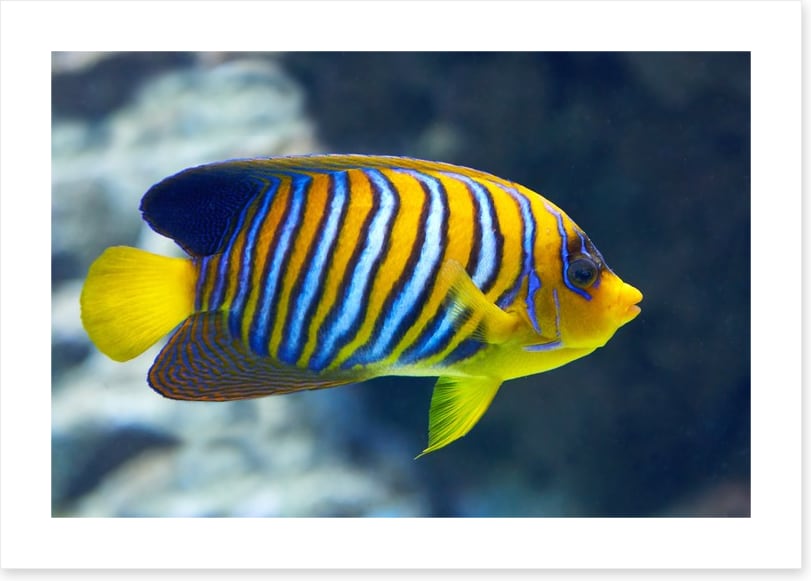 Fish / Aquatic