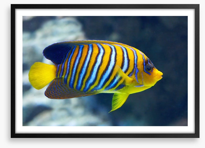 Fish / Aquatic