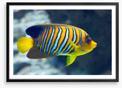 Fish / Aquatic