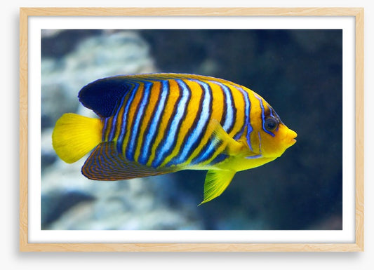 Fish / Aquatic