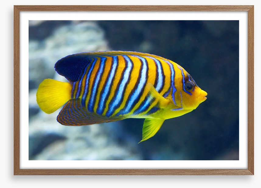 Fish / Aquatic