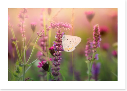 In the butterfly meadow