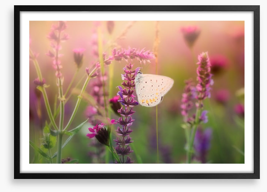 In the butterfly meadow