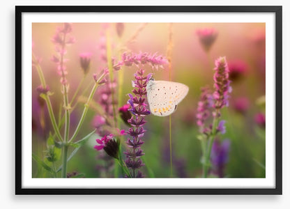 In the butterfly meadow