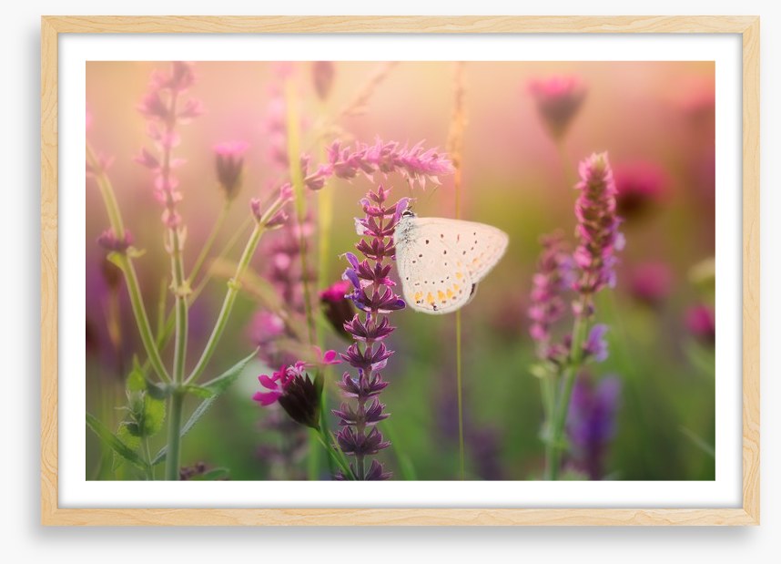 In the butterfly meadow
