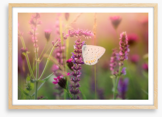 In the butterfly meadow