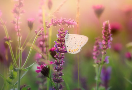 In the butterfly meadow