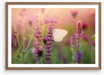 In the butterfly meadow