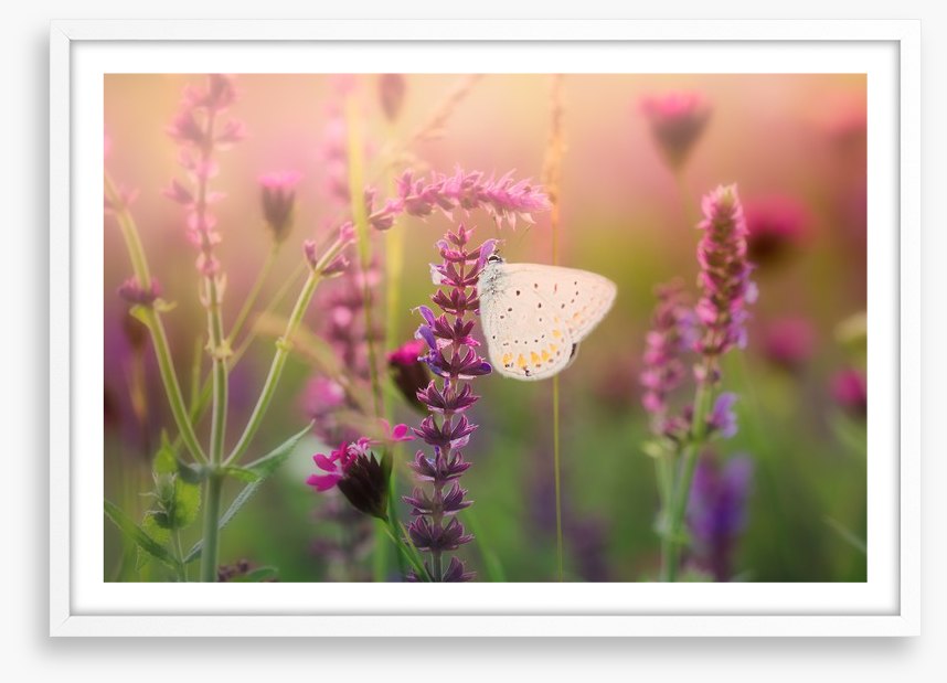 In the butterfly meadow