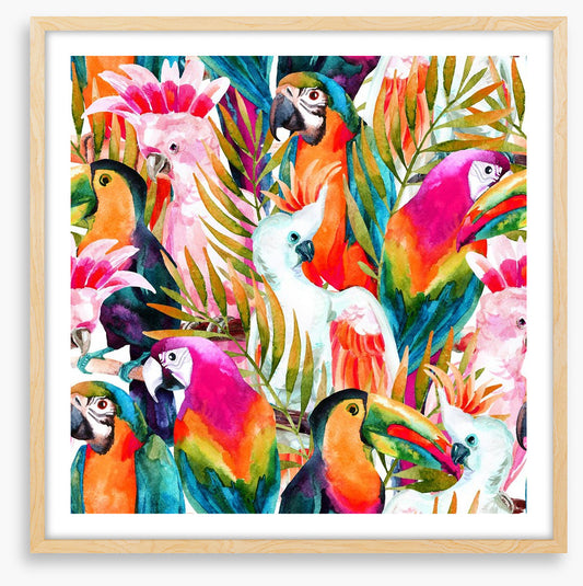 Parrots and cockatoo