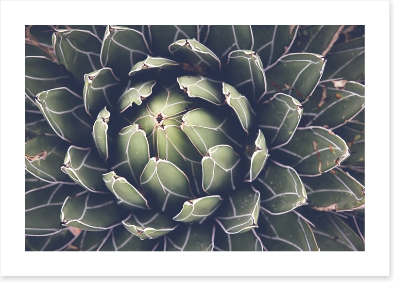 Agave succulent