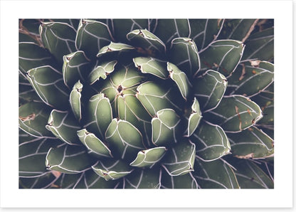 Agave succulent