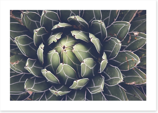 Agave succulent