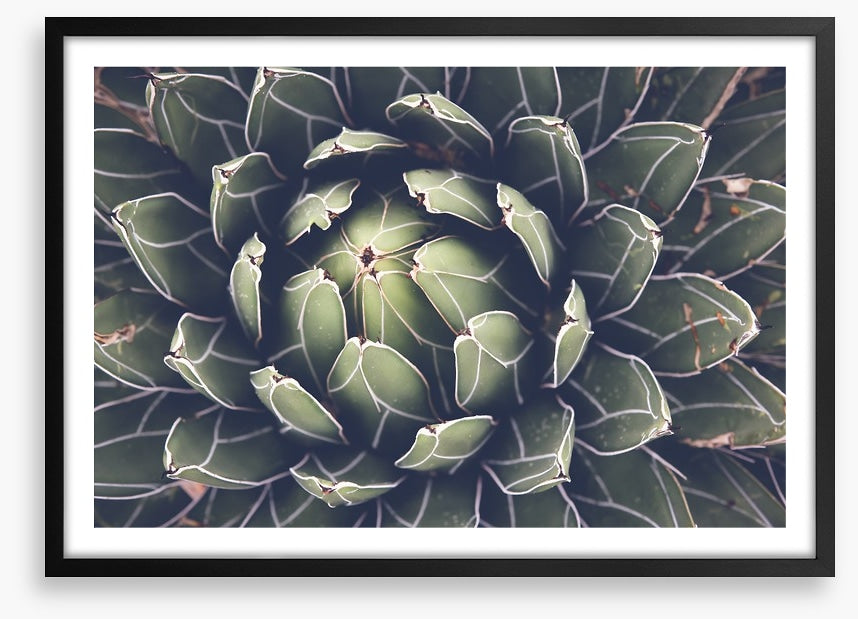 Agave succulent