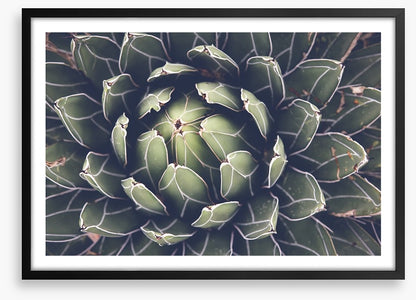 Agave succulent