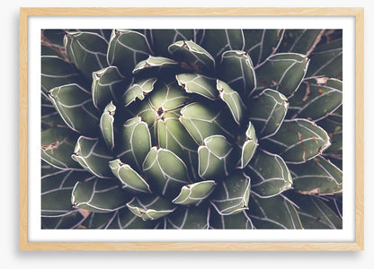 Agave succulent