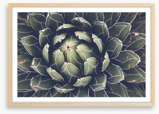 Agave succulent