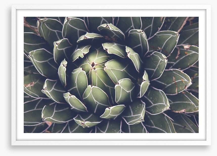 Agave succulent