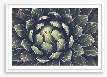 Agave succulent