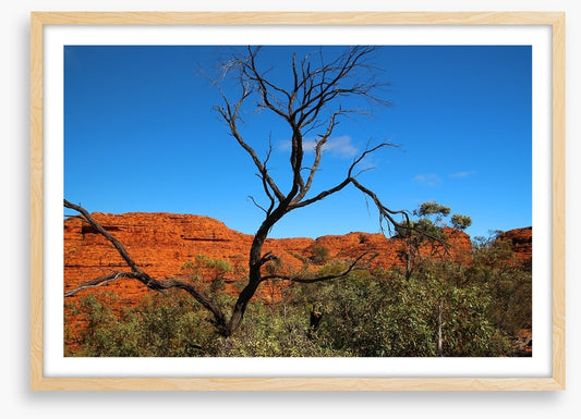 Kings Canyon contrasts