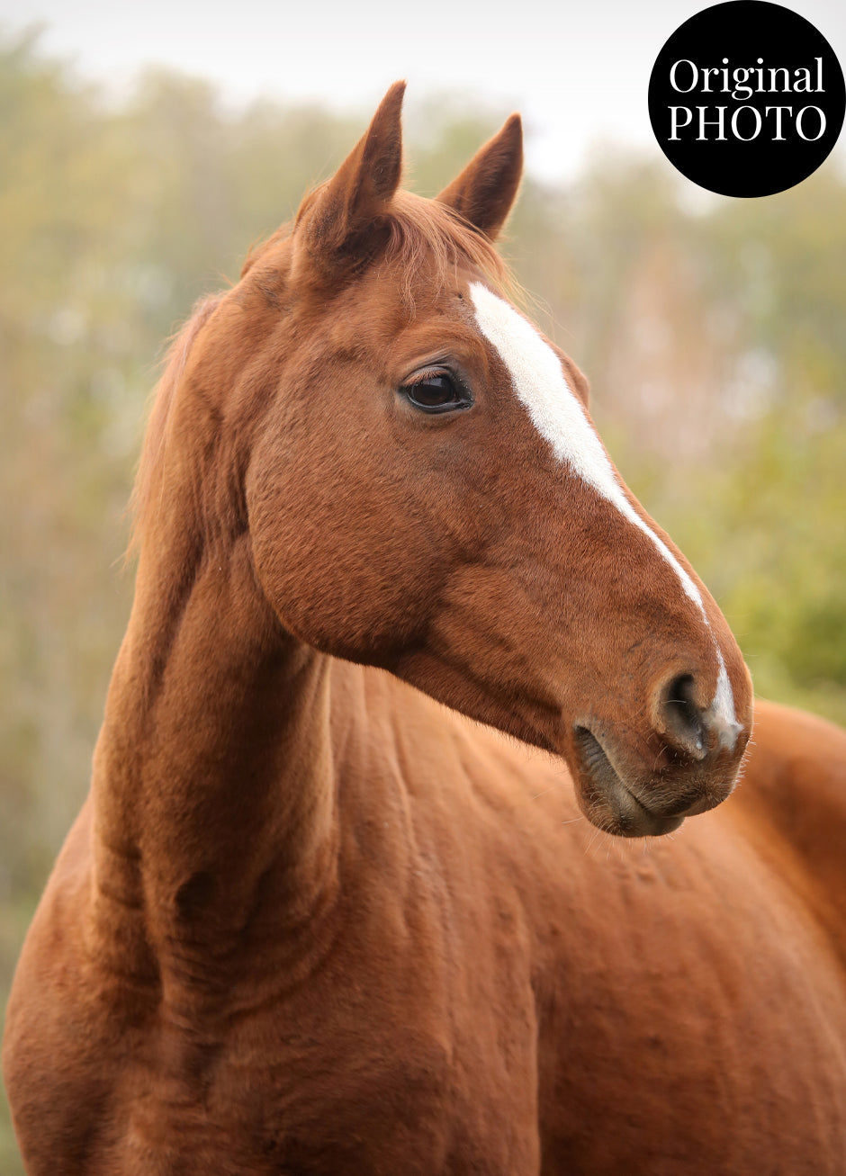 Horse Ink Line Artistic Design Custom Portrait | Framed Art Print