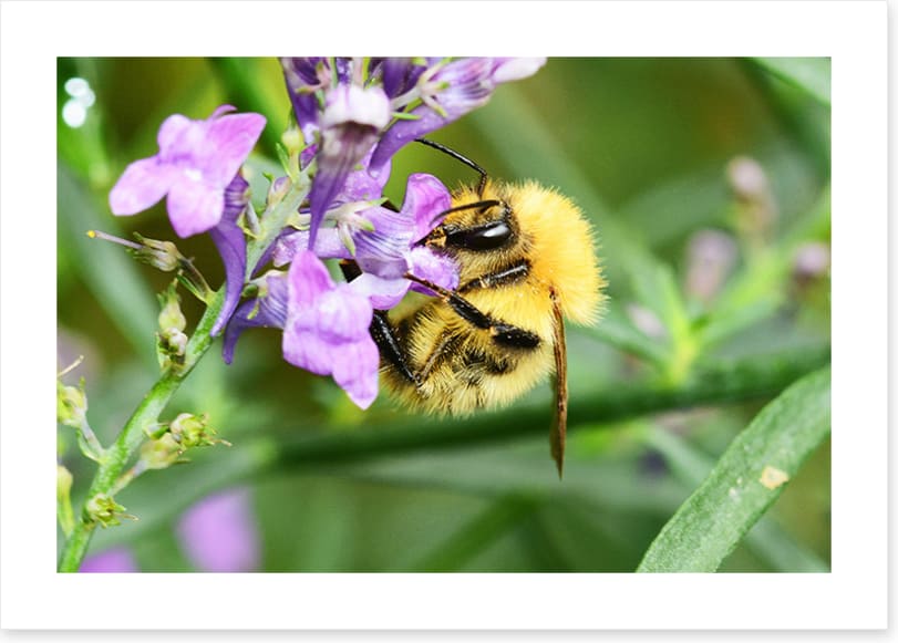 Honey bee
