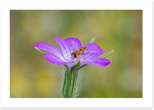 Hornet delight