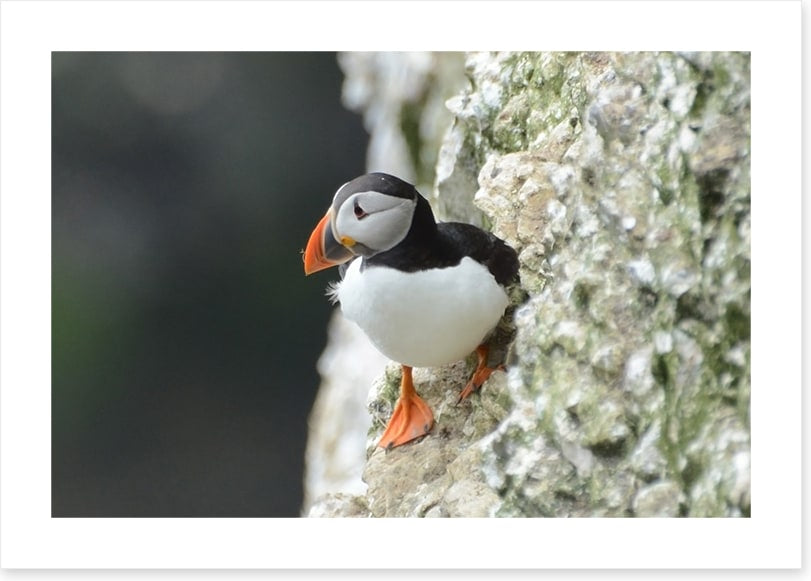 Little puffin
