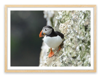 Little puffin
