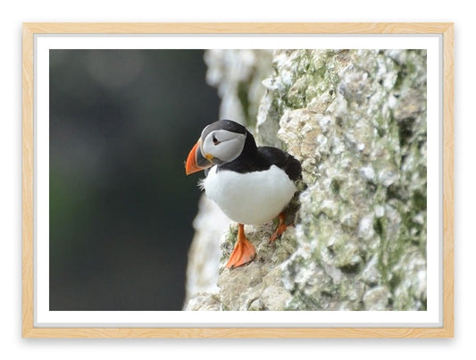 Little puffin