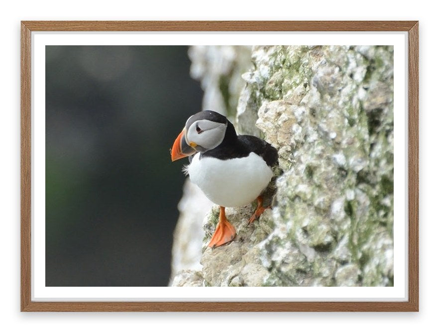 Little puffin