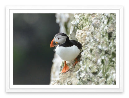 Little puffin