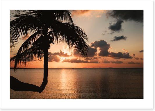 Sunset and palm