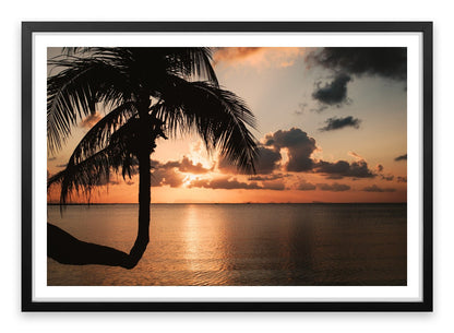 Sunset and palm