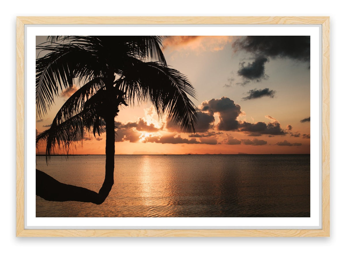 Sunset and palm