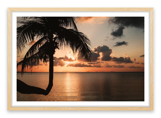 Sunset and palm