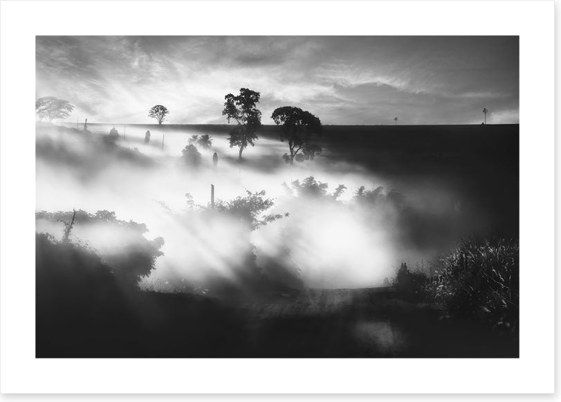 Foggy silhouettes