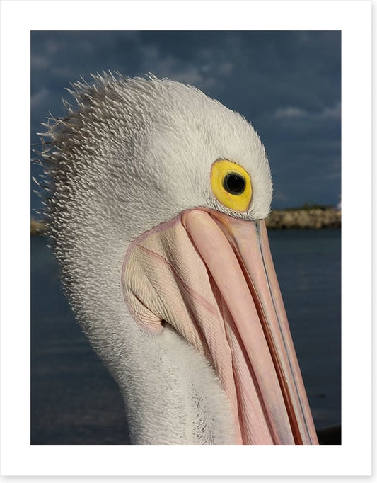 Australian pelican