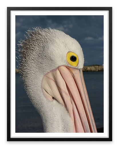 Australian pelican