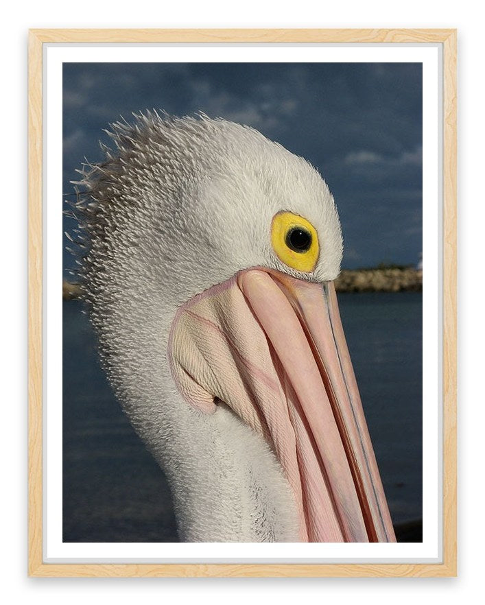 Australian pelican
