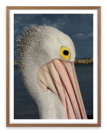 Australian pelican