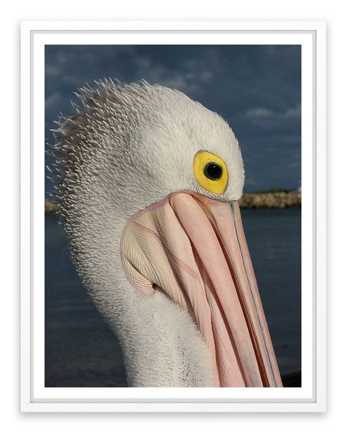 Australian pelican