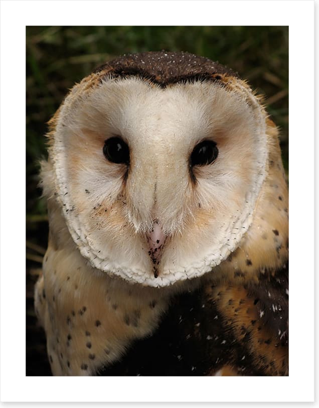 Grass owl