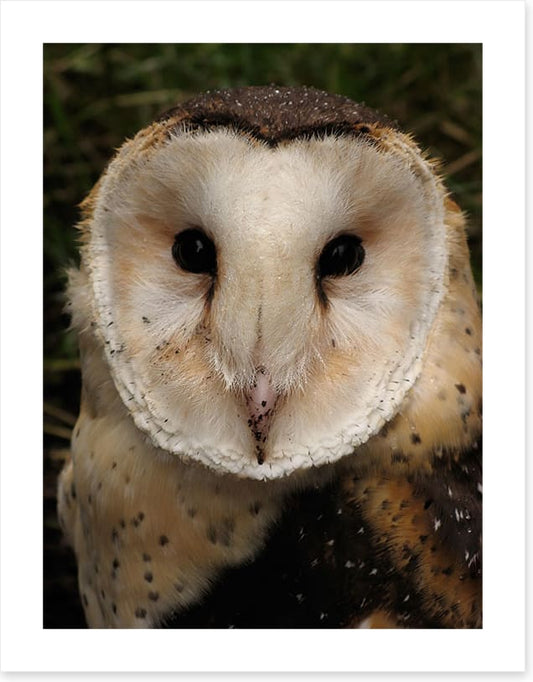 Grass owl