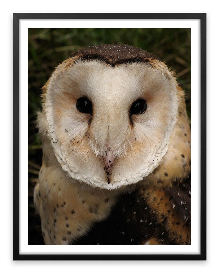 Grass owl