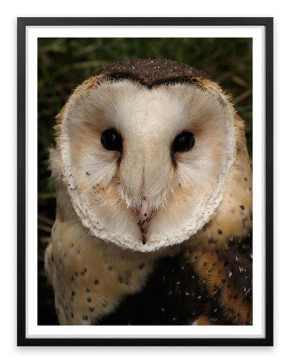 Grass owl