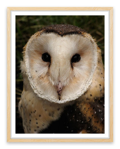 Grass owl