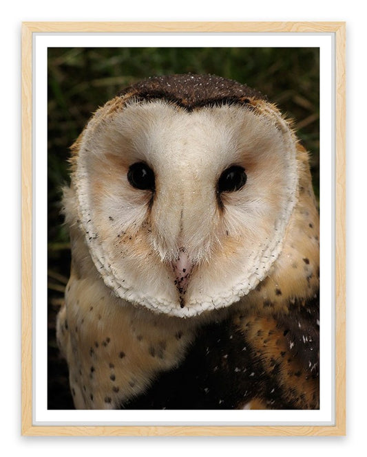 Grass owl