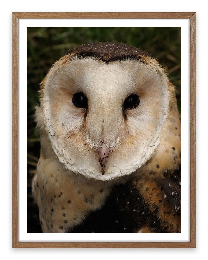 Grass owl